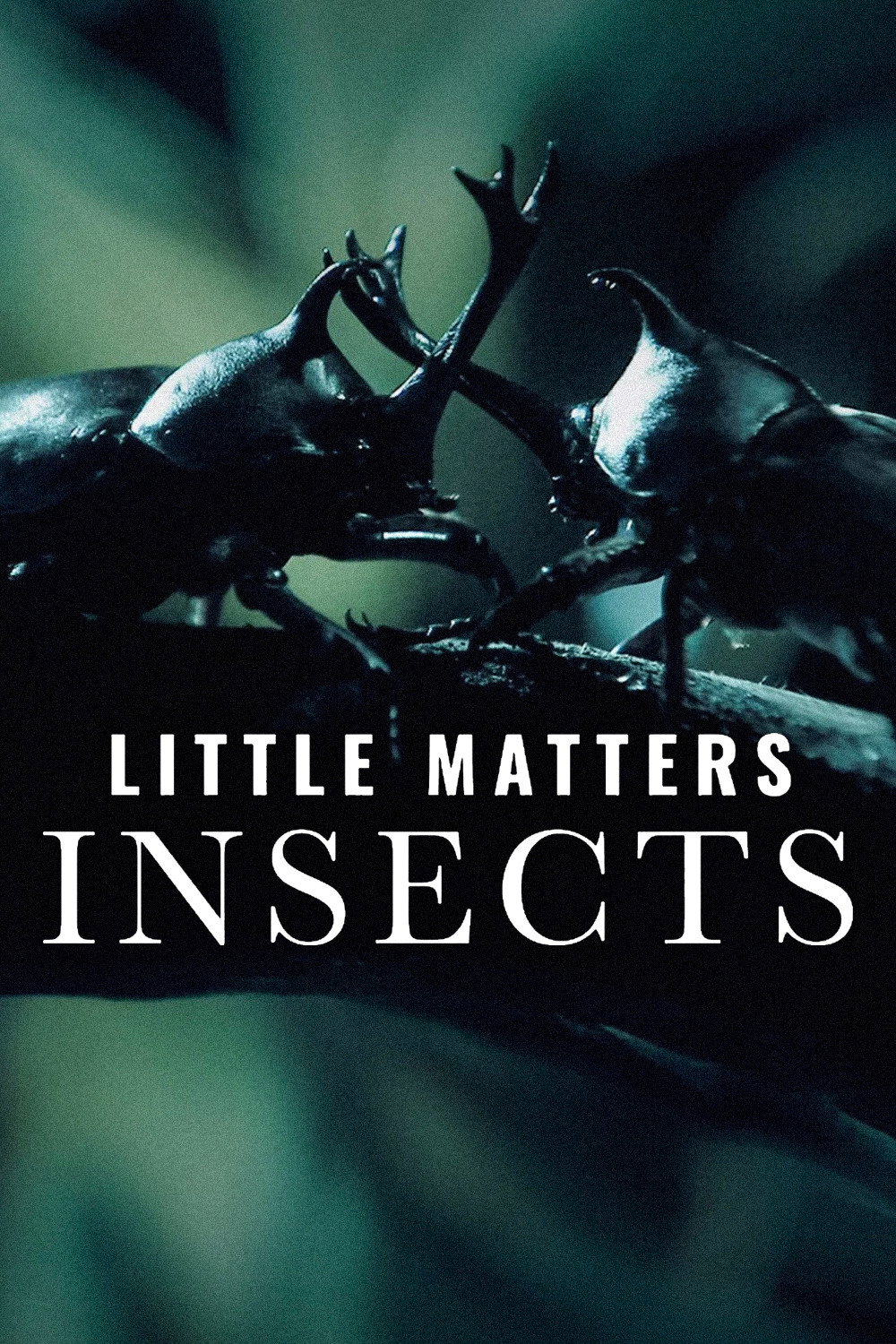 Little Matters: Insects