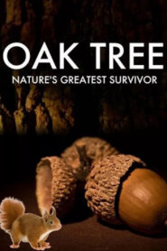 Oak Tree: Nature’s Greatest Survivor