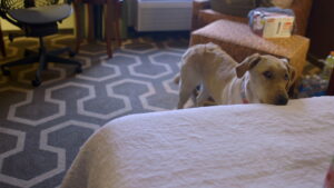 Adele and Everything After