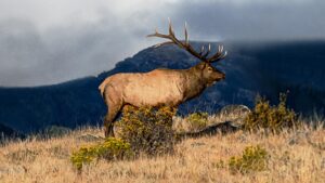 The Olympic Elk