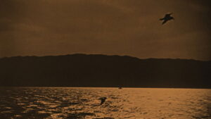 The Broken Butterfly