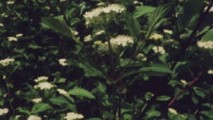 Everything Everywhere Again Alive