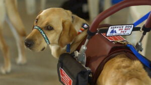 Adele and Everything After