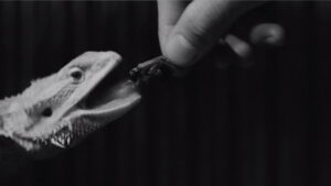 Electric Dragon 80000V