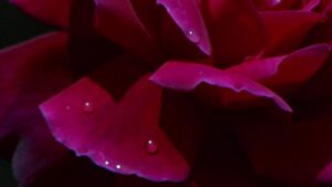 The Sexual Story of O