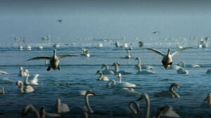 Sapporo Winter Olympics