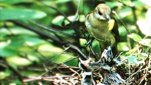 Nature’s Half Acre