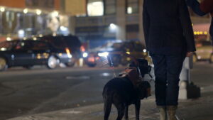 Adele and Everything After