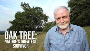 Oak Tree: Nature’s Greatest Survivor