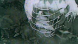 Guinea Pig: Devil’s Experiment