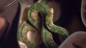 Lewis & Clark & George