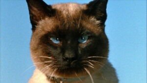 The Incredible Journey