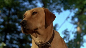 The Incredible Journey