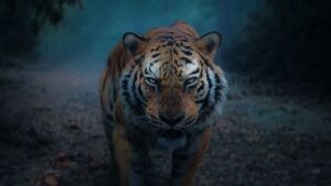 Kantara – A Legend: Chapter 1