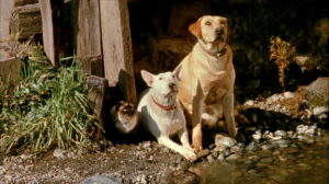 The Incredible Journey