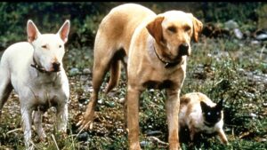 The Incredible Journey