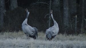 The Wind Sculpted Land