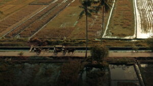 Gowok: Javanese Kamasutra