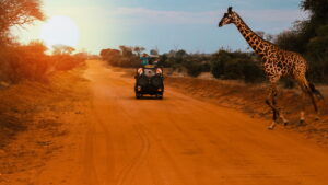 Saving Giraffes: The Long Journey Home
