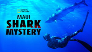 Maui Shark Mystery