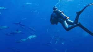 Dolphins Up Close with Bertie Gregory