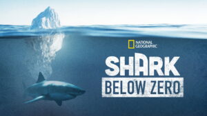 Shark Below Zero
