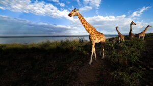 Saving Giraffes: The Long Journey Home