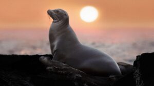 Sea Lions of the Galapagos