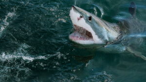 Return of the White Shark