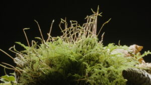 The Magical World of Moss