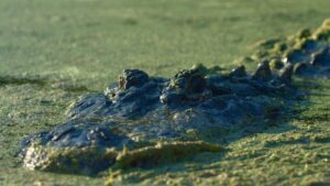 Lake Jesup: Bonecrusher’s Revenge