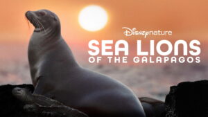 Sea Lions of the Galapagos