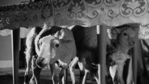 The Exterminating Angel