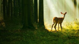 Bambi: A Tale of Life in the Woods
