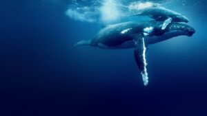 Ocean with David Attenborough