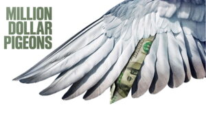 Million Dollar Pigeons