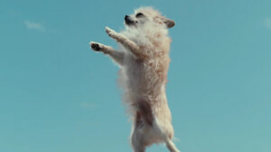 Inside the Mind of a Dog