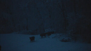 The Human Hibernation