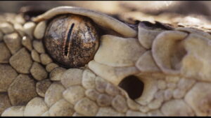 The American Southwest