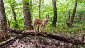 The Science Adventures of Tom & Huck