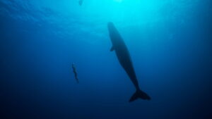 Freediver