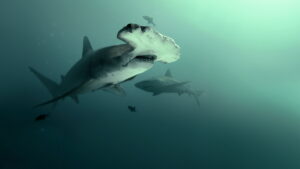 Bull Shark vs. Hammerhead