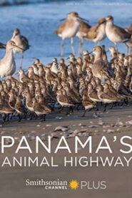 Panama’s Animal Highway