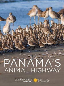 Panama’s Animal Highway
