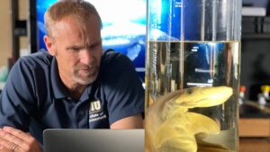 Bull Shark vs. Hammerhead