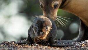 Sea Lions of the Galapagos