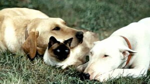 The Incredible Journey