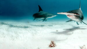 Bull Shark vs. Hammerhead