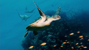 Ocean with David Attenborough