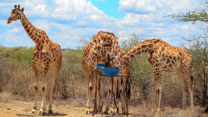 Saving Giraffes: The Long Journey Home